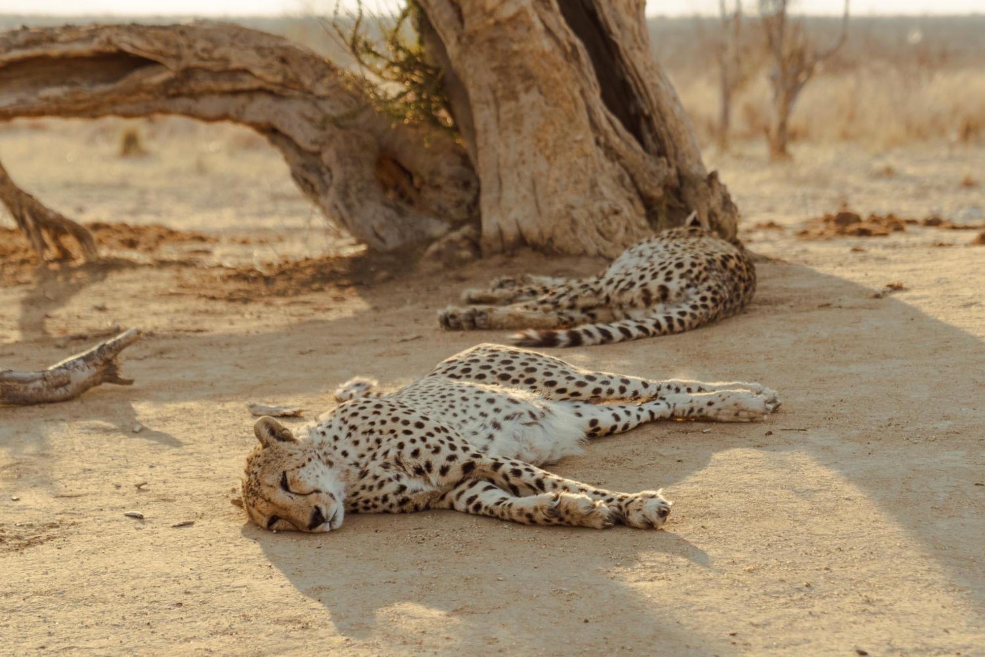 Last Word Madikwe Madikwe Game Reserve Bagian luar foto