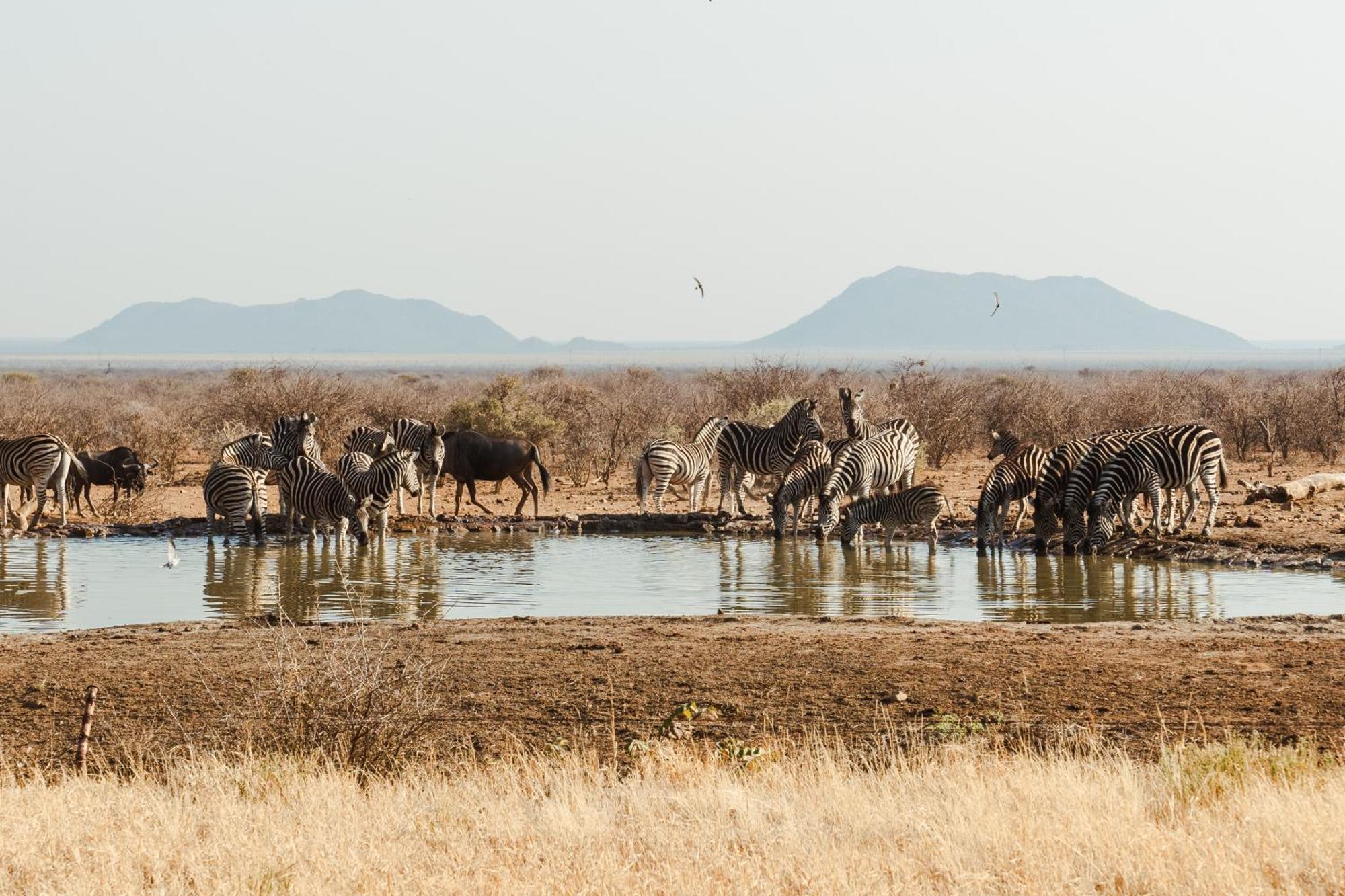 Last Word Madikwe Madikwe Game Reserve Bagian luar foto