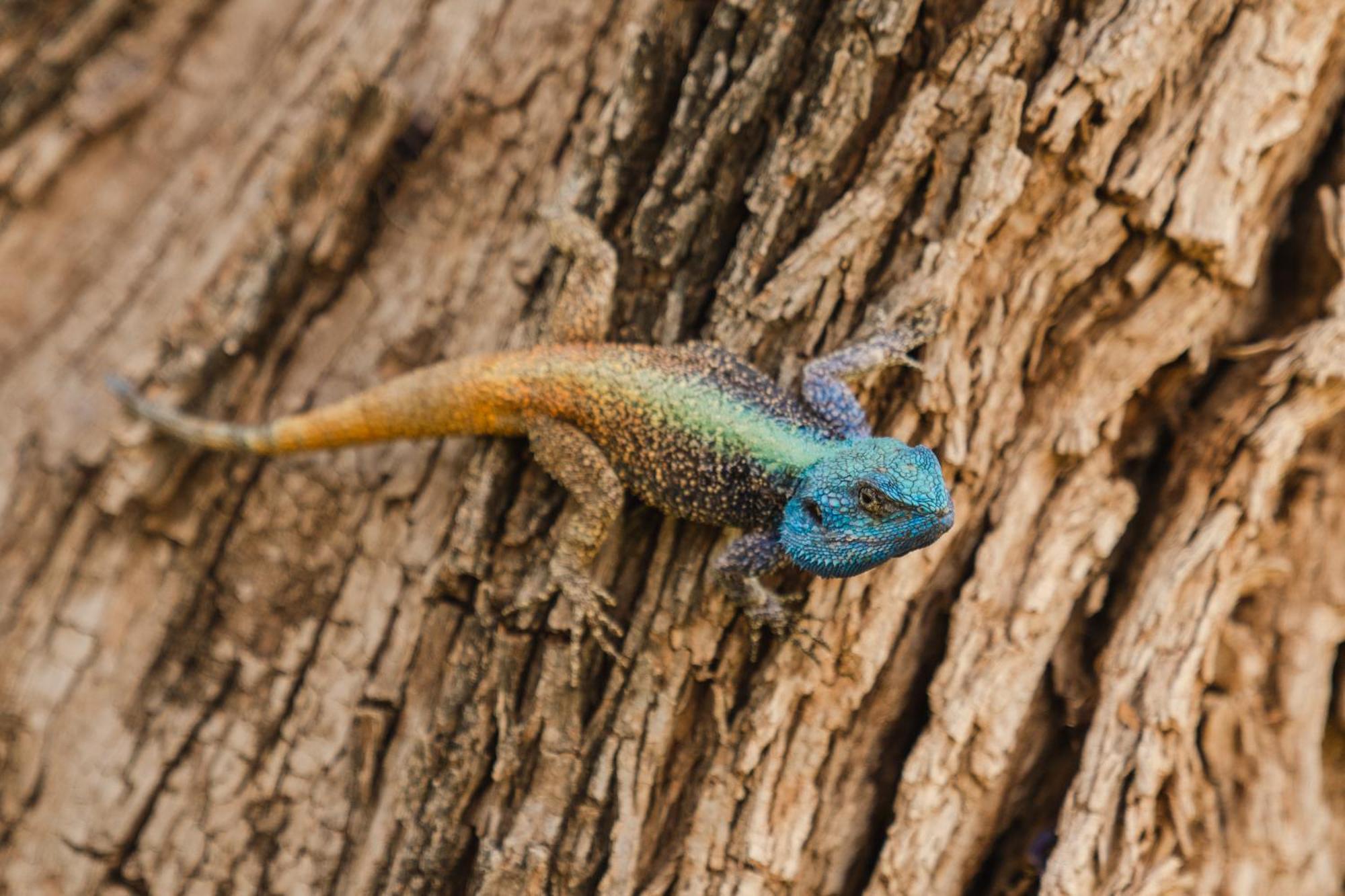 Last Word Madikwe Madikwe Game Reserve Bagian luar foto