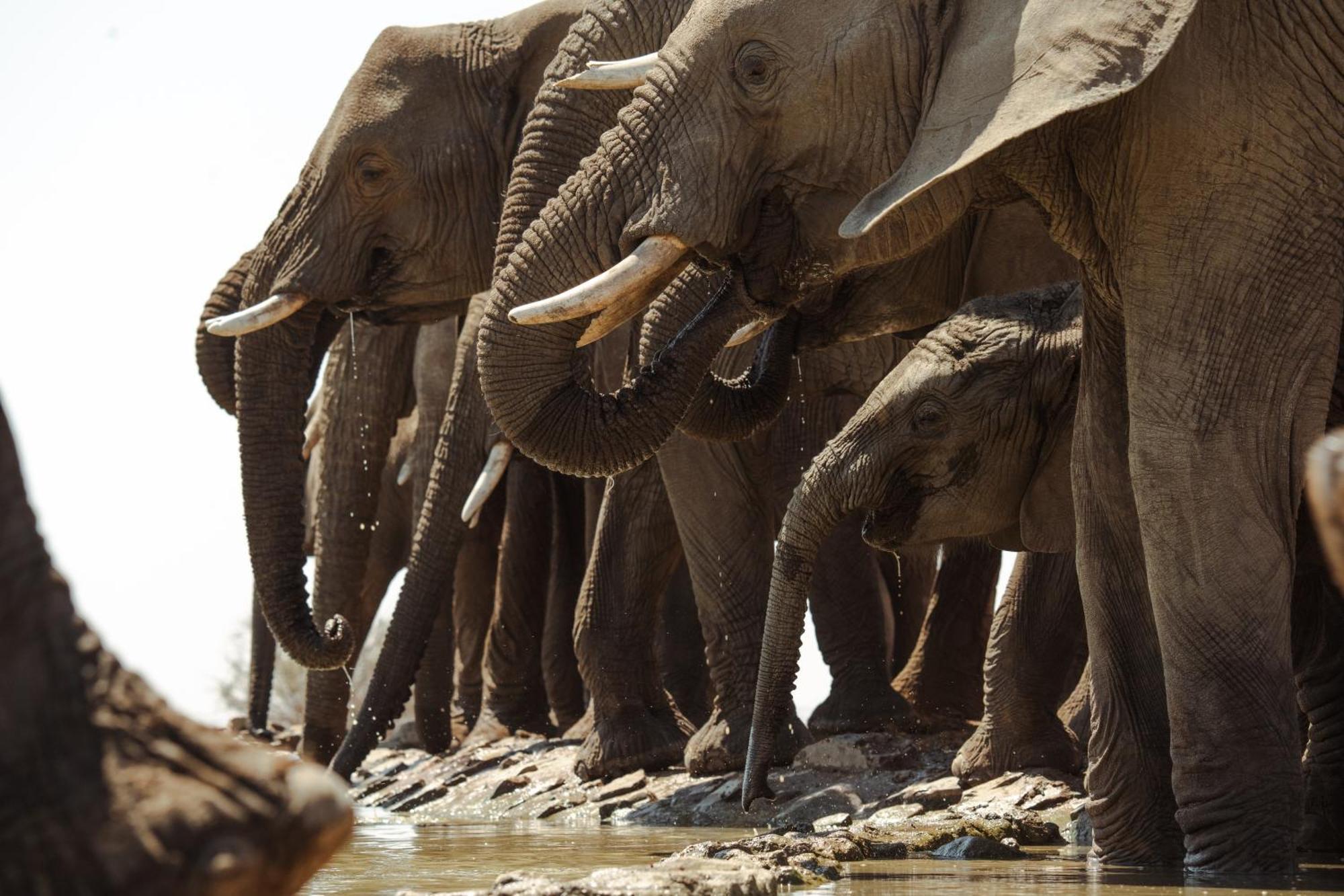 Last Word Madikwe Madikwe Game Reserve Bagian luar foto