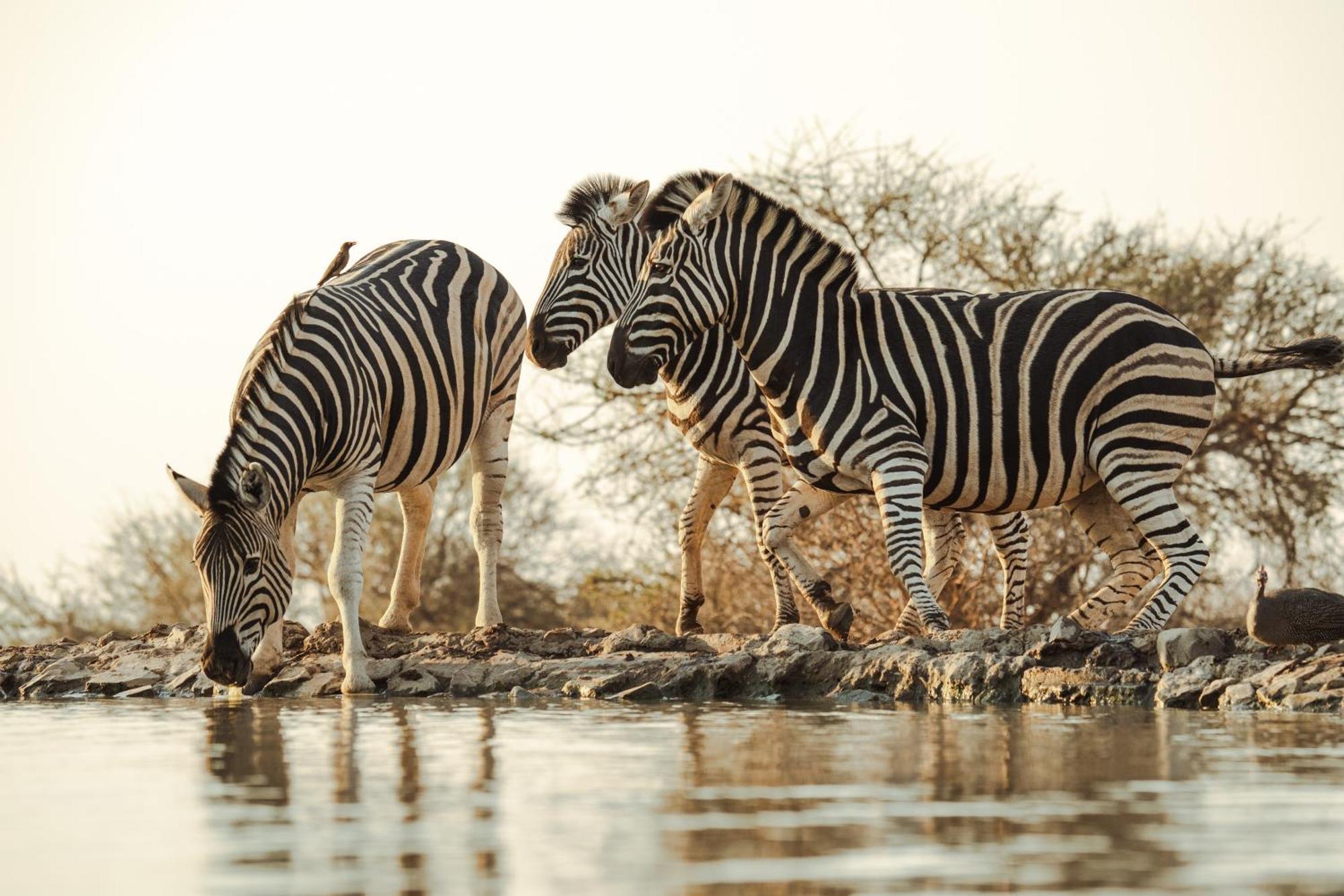 Last Word Madikwe Madikwe Game Reserve Bagian luar foto